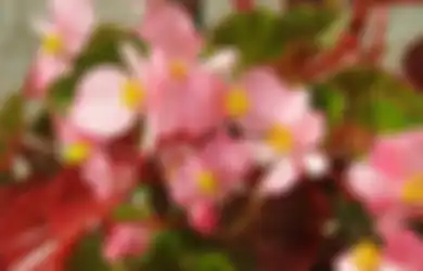 Gak Harus Barang! 7 Tanaman Hias Ini Bisa Dijadikan Hadiah Menarik untuk Orang Tersayang loh