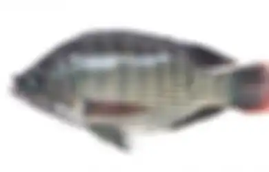 Banyak Dijual di Pasar dan Tidak Mahal, Nyatanya Ikan Ini Manfaatnya Tak Kalah dari Obat, dari Turunkan Berat Badan Hingga Cegah Tiroid
