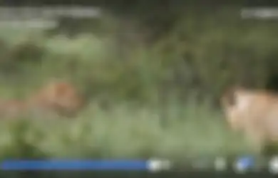 Singa Bersiap Menyerang Seekor Anak Rusa, Bukan untuk Dibunuh atau Dimakan tapi yang Ia Lakukan Bikin Hati Meleleh