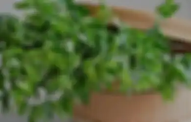 Pantas Satu Keluarga Tak Pernah Sakit, Rahasianya Ternyata Cuma Sering Masak Daun Katuk di Rumah, Penyakit Mematikan Ini Bisa Jauh dari Tubuh