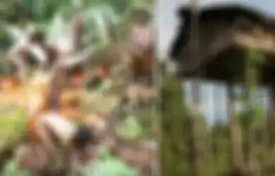 Hidup 'Bertengger' di Atas Pohon Tinggi, Keseharian Suku Korowai di Indonesia Ini Bikin Mereka Tidak Tahu Ada Manusia Lain Hidup di Bumi