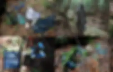 Kesaksian Korban yang Diselamatkan dari Bunuh Diri di Hutan 'Bunuh Diri' Aokihara Jepang: 'Lokasi yang Sempurna untuk Mati'