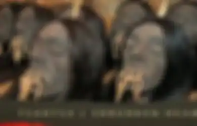Suku Jivaro di Amerika Selatan: Kepala Musuhnya Diciutkan Lalu Dijadikan Gantungan Penghias Rumah Sebagai Tanda Kemenangan