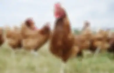 Ayam Super: Inilah Proyek Pencampuran Ras Ayam Terunggul dari Seluruh Dunia, Tujuannya Sungguh Mulia!