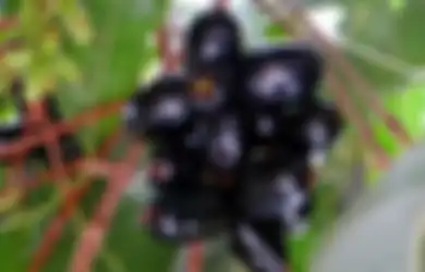 Buah Jamblang atau Duwet yang Langka Ternyata Baik untuk Kesehatan Gigi dan Gusi juga Penderita Diabetes