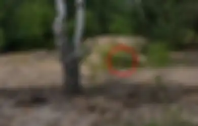 Kehebatan Sniper yang Luar Biasa, Merayap Selama 3 Hari 3 Malam, Selanjutnya Tembak Mati Musuh dari Jarak Hampir 2 Km