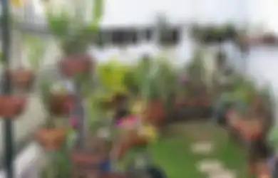 Musim Hujan Tanaman Terserang Penyakit dan Hama? Cegah dan Atasi Yuk!