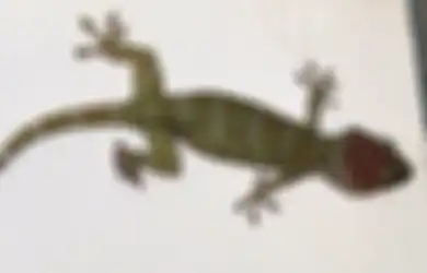 Mengungkap 'Rahasia Besar ' Mengapa Tokek Memiliki Harga Mahal, Ternyata Ini Kebenaran di Baliknya