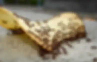 Basmi Semut di Rumah Anda dengan 3 Bahan Ampuh ini, Wajib Dicoba