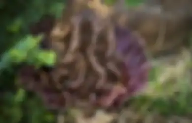 Sempat Hebohkan Warga, Tanaman Suweg Ternyata Punya Segudang Manfaat Ajaib, Salah Satunya Gantikan Nasi