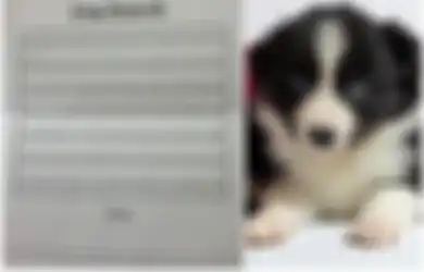 Kuis Paling Sulit di Dunia, Coba Temukan Kata DOG di Dalam Kotak!
