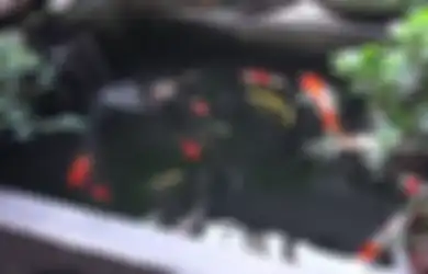 Begini Rincian Biaya Buat Kolam Ikan, Mulai dari Batu Alam Hingga...