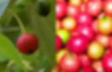 Sssttt Jangan Bilang-bilang Atau Harganya Nanti Melonjak Lagi, Ternyata Kersen Punya Beragam Manfaat yang Penting untuk Hadapi Covid-19