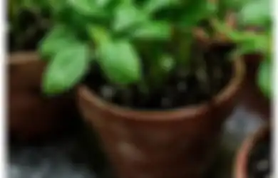 Tak Salah Jika Tanaman Ini Dijuluki Ratu Herbal, Manfaatnya Bisa Cegah Penyakit Mematikan Ini