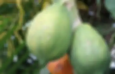 4 Manfaat Buah Carica Bagi Kesehatan. Bantu Melancarkan Pencernaan!
