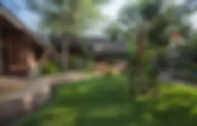 Perhatikan Cara Merawat Rumput Gajah Mini yang Tak Banyak Orang Tahu