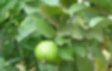 Manfaat Daun Jambu Biji untuk Kesehatan Kulit: Bisa Atasi Keriput hingga Cerahkan Kulit, Begini Cara Pakainya!