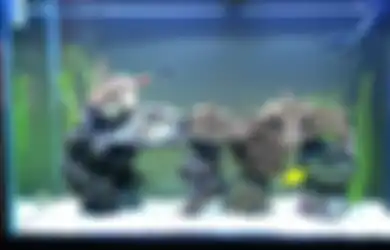 Bermimpi Miliki Ikan Hias yang Sehat? Begini Cara Merawat Akuarium Anti Gagal