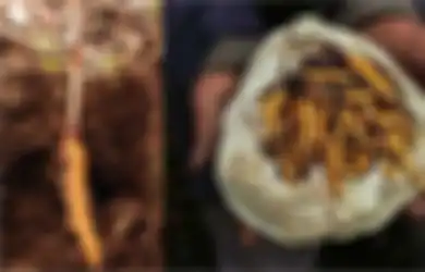 Yarsagumba, 'Viagra' yang Tumbuh di Dinginnya Himalaya, Harganya Rp1,4 Miliar per Kilogram