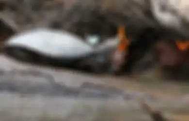 (Video) Saat Sekumpulan Kupu-kupu Cantik Berebut Meminum Air Mata Seekor Kura-kura