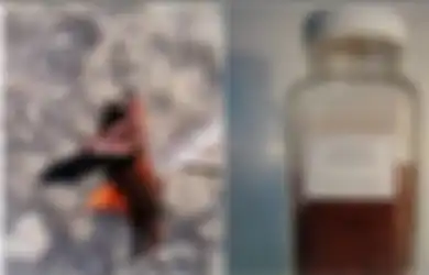 Bukan Ramuan Magis, di Zaman Dahulu 'Darah Naga' Dikenal Obat yang Mujarab