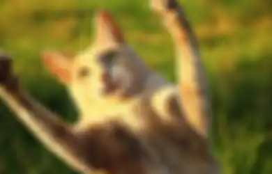 Hanya Karena Dicakar Kucing, Remaja Ini Alami Gangguan Mental