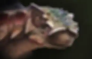 Sering Dianggap Mitos, 'Naga' Ini Ditemukan di China dalam Bentuk Fosil