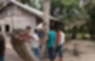 Temuan Ular Piton Raksasa 7 Meter Hingga Telan Manusia, Inilah Kisah Keberadaan Ular Besar Ini di Indonesia