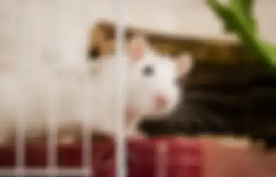Jangan Abaikan Celah Rumah, Kenali 3 Jenis Hewan Pengerat yang Harus Diusir dari Rumah