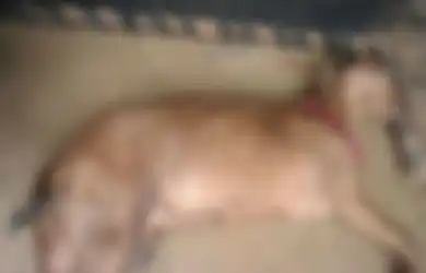 Inilah Pentingnya Pendidikan Seks Sejak Dini, Seekor Kambing Diperkosa 8 Orang Hingga Tewas, Kelainan Seksual Ini Ternyata Bisa Terbentuk Saat Kanak-kanak