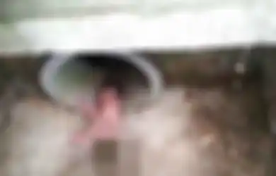 Kisah 'Ajaib' Bayi yang Dibuang ke Selokan dan Dirubung Semut Merah
