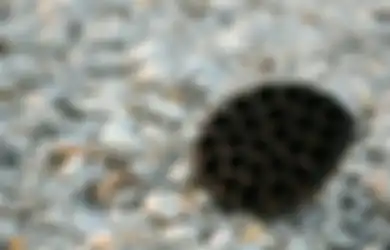 Bukan Fobia, Ternyata Ini Alasan Kita Takut Melihat Lubang Berpola Seperti Ini