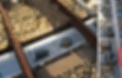 Sering Terlindas, 10 Jembatan Penyeberangan Ini Dibuat Khusus Untuk Hewan, Salah Satunya Jembatan Penyu