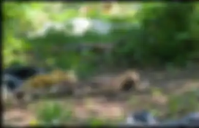 Tak Biasa! Perkebunan Mayat, Tempat Dimana Ribuan Mayat Sengaja Dibiarkan Membusuk untuk Perkembangan Ilmu Pengetahuan