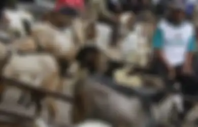Masih Berkonflik, Warga di Gaza Tak Mampu Beli Hewan Kurban Untuk Idul Adha Tahun Ini