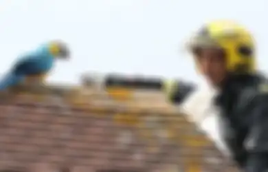 Lucu, 3 Hari Terjebak di Atap Rumah Burung Beo Ini Malah Memaki Penyelamatnya