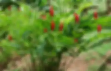 Setinggi 2 Meter, Tanaman Ini Dapat Percantik Taman Bergaya Tropis