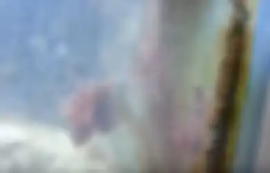 NGERI! 2 Tahun Tak Disentuh, Akuarium Ini Diisi Predator Laut Raksasa yang Bikin Merinding