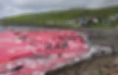 Lautan Dipenuhi Darah Merah, Kala Ratusan Paus 'Dibantai' di Pulau Faroe Setiap Tahunnya