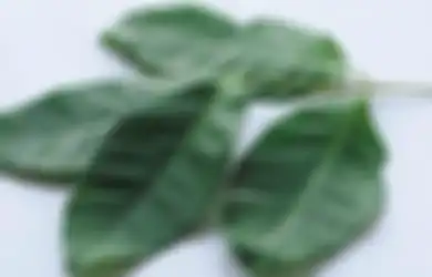 Ini yang Akan Terjadi pada Tubuh Jika Kita Rutin Minum Air Rebusan Daun Salam