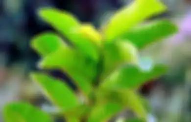 Daun Jambu Biji untuk Mencegah Rambut Rontok, Begini Cara Membuatnya
