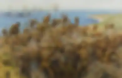 Tragisnya Nasib Ratusan Ribu Pasukan Gabungan Inggris Dibantai Pasukan Turki dalam Pertempuran Gallipoli