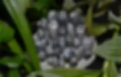 Catat! 6 Dekorasi Batu Unik Ini Bikin Taman Makin Cantik dan Alami