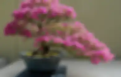 Bonsai, Tanaman Kerdil Terapi Stres, seperti apa Bonsai yang Baik?