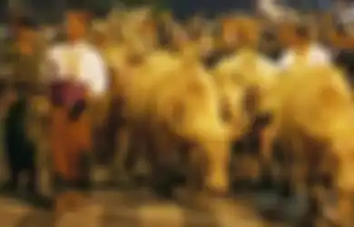 Kirab Kebo Bule Viral di TikTok, Berikut Ini Deretan Tradisi Malam 1 Suro di Jawa