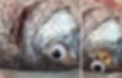Parah! Demi Dapat Pembeli, Penjual ini Tempel Mata Palsu Agar Ikannya Tampak Segar