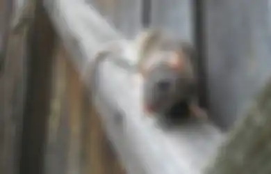 Bikin Cicak, Tikus hingga Ular Kocar-kacir, Begini Cara Mengusir Hama yang Menganggu di Rumah, Dijamin Gamau Balik Lagi!