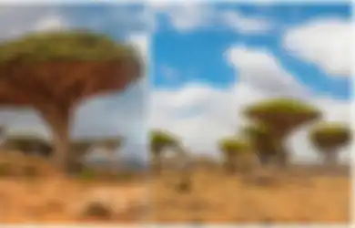 Pulau Socotra, Pulau Terasing di Bumi yang Punya Pohon Bisa Mengeluarkan 'Darah Naga' saat Digores
