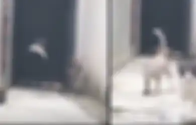 (Video) Kerennya Aksi Seekor Kucing Lewati 3 Kucing 'Preman' yang Menghadang Jalannya