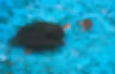 Mirisnya Kondisi Kebun Binatang di Korut, Bahkan Kura-kura Berenang di Kolam Berbau Busuk